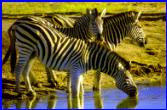 Zebras